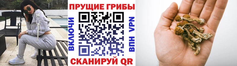 сколько стоит  Бийск  hydra как зайти  Псилоцибиновые грибы мухоморы 
