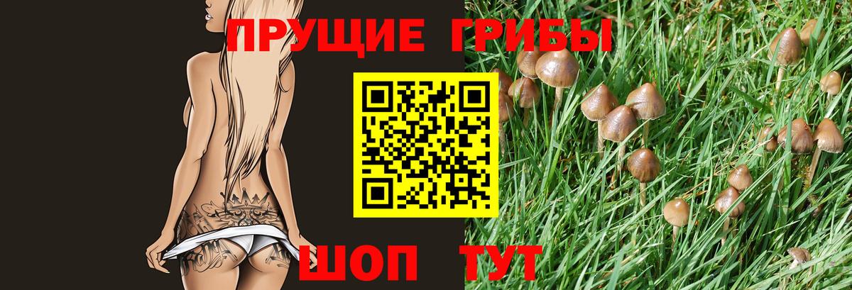 Псилоцибиновые грибы Cubensis Бийск